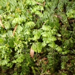 Hymenophyllum cupressiforme (Common Filmy Fern) at Belanglo State Forest - 26 Feb 2024 by plants