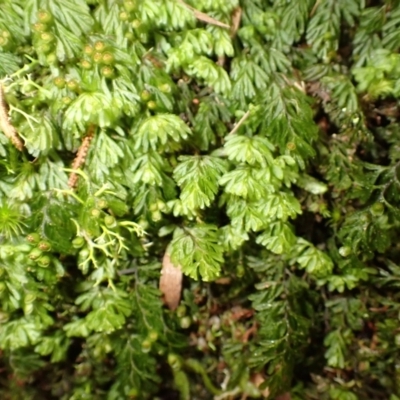 Hymenophyllum cupressiforme (Common Filmy Fern) at Belanglo - 26 Feb 2024 by plants