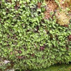 Hymenophyllum cupressiforme at Wingecarribee Local Government Area - suppressed