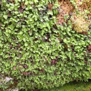 Hymenophyllum cupressiforme at Wingecarribee Local Government Area - 26 Feb 2024