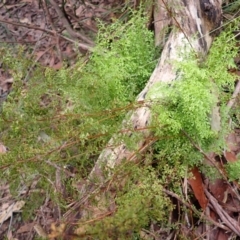 Lindsaea microphylla (Lacy Wedge-fern) at Belanglo State Forest - 25 Feb 2024 by plants