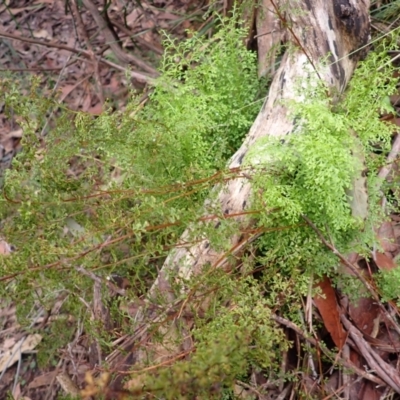 Lindsaea microphylla (Lacy Wedge-fern) at Belanglo State Forest - 26 Feb 2024 by plants