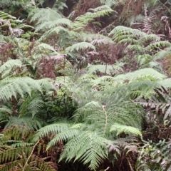 Calochlaena dubia (Rainbow Fern) at Belanglo State Forest - 25 Feb 2024 by plants