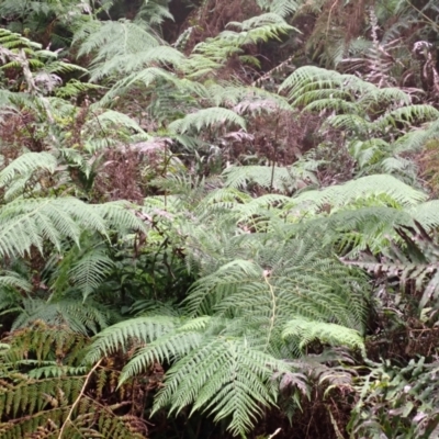 Calochlaena dubia (Rainbow Fern) at Belanglo - 25 Feb 2024 by plants