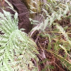 Todea barbara (King Fern) at Belanglo - 25 Feb 2024 by plants