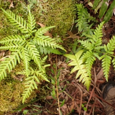 Pteris tremula (Tender Brake) at Belanglo - 26 Feb 2024 by plants