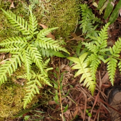 Pteris tremula (Tender Brake) at Belanglo State Forest - 26 Feb 2024 by plants