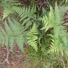 Hypolepis muelleri (Harsh Ground Fern, Swamp Bracken) at Belanglo, NSW - 25 Feb 2024 by plants