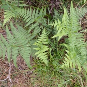 Hypolepis muelleri (Harsh Ground Fern, Swamp Bracken) at Belanglo, NSW by plants