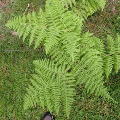 Hypolepis glandulifera (Downy Ground Fern) at Belanglo State Forest - 26 Feb 2024 by plants