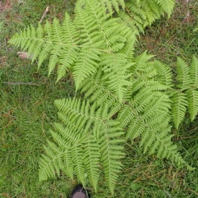 Hypolepis glandulifera (Downy Ground Fern) at Belanglo State Forest - 25 Feb 2024 by plants