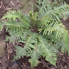 Blechnum nudum (Fishbone Water Fern) at Wingecarribee Local Government Area - 26 Feb 2024 by plants