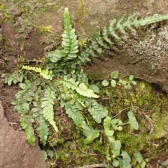 Blechnum rupestre (Small Rasp Fern) at Belanglo - 26 Feb 2024 by plants