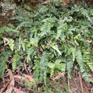 Blechnum rupestre at Wingecarribee Local Government Area - 26 Feb 2024