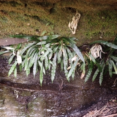 Blechnum patersonii subsp. patersonii (Strap Water Fern) at Wingecarribee Local Government Area - 26 Feb 2024 by plants