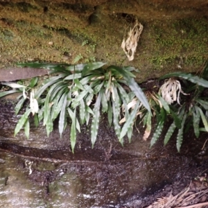 Blechnum patersonii subsp. patersonii (Strap Water Fern) at Belanglo, NSW by plants