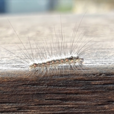 Anestia (genus) (A tiger moth) at Yass River, NSW - 26 Feb 2024 by SenexRugosus