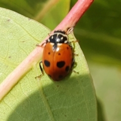 Hippodamia variegata (Spotted Amber Ladybird) at Rugosa - 27 Feb 2024 by SenexRugosus