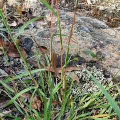 Bothriochloa macra (Red Grass, Red-leg Grass) at Yass River, NSW - 27 Feb 2024 by SenexRugosus