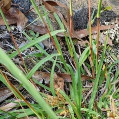 Bothriochloa macra at Rugosa - 27 Feb 2024