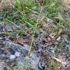 Panicum effusum (Hairy Panic Grass) at Yass River, NSW - 27 Feb 2024 by SenexRugosus