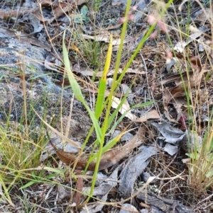 Panicum effusum at Rugosa - 27 Feb 2024