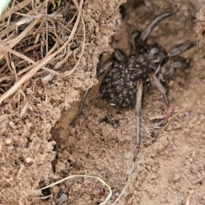 Lycosidae (family) at Lower Molonglo - 27 Feb 2024