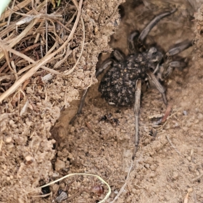 Lycosidae (family) (Wolf spider) at Molonglo River Reserve - 27 Feb 2024 by Jiggy