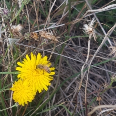 Apis mellifera (European honey bee) at Crace Grasslands - 9 Feb 2024 by MiaThurgate