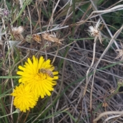 Apis mellifera (European honey bee) at Crace Grasslands - 9 Feb 2024 by MiaThurgate