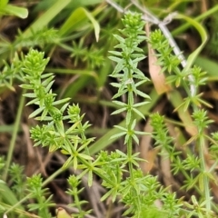 Asperula conferta (Common Woodruff) at Hawker, ACT - 26 Feb 2024 by sangio7