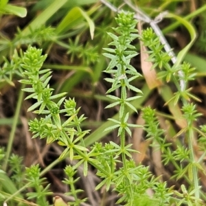 Asperula conferta at The Pinnacle - 27 Feb 2024 07:33 AM