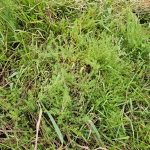 Asperula conferta at The Pinnacle - 27 Feb 2024 07:33 AM