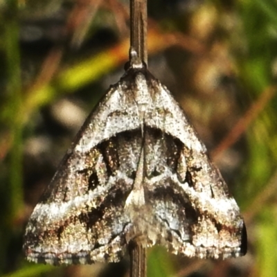 Dichromodes stilbiata (White-barred Heath Moth) at Gibraltar Pines - 25 Feb 2024 by JohnBundock