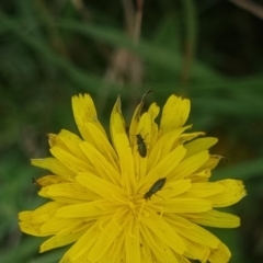 Dasytinae (subfamily) (Soft-winged flower beetle) at Crace Grasslands - 10 Feb 2024 by MiaThurgate