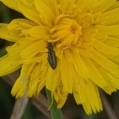 Dasytinae (subfamily) at Crace Grassland (CR_2) - 10 Feb 2024 11:42 AM