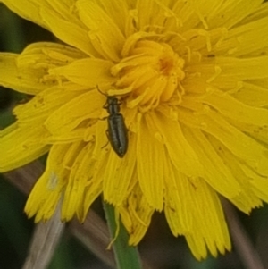 Dasytinae (subfamily) at Crace Grassland (CR_2) - 10 Feb 2024