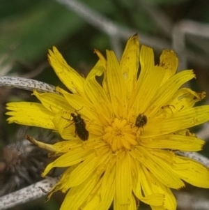 Dasytinae (subfamily) at Crace Grassland (CR_2) - 10 Feb 2024