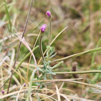 Epilobium billardiereanum subsp. cinereum (Hairy Willow Herb) at The Pinnacle - 26 Feb 2024 by sangio7