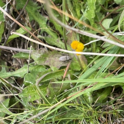 Curculionidae (family) (Unidentified weevil) at Crace Grasslands - 10 Feb 2024 by MiaThurgate