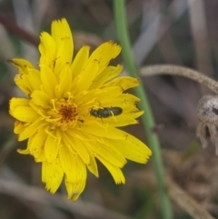Dasytinae (subfamily) (Soft-winged flower beetle) at Crace Grasslands - 10 Feb 2024 by MiaThurgate