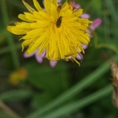 Dasytinae (subfamily) at Crace Grassland (CR_2) - 10 Feb 2024