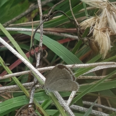 Zizina otis (Common Grass-Blue) at Mitchell, ACT - 10 Feb 2024 by MiaThurgate