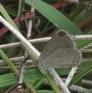 Zizina otis at Crace Grassland (CR_2) - 10 Feb 2024