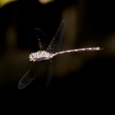 Austroaeschna unicornis (Unicorn Darner) at Latham, ACT - 27 Feb 2024 by KorinneM