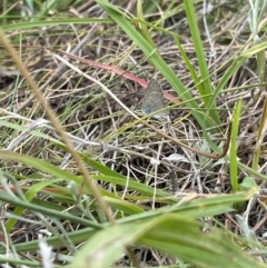 Zizina otis (Common Grass-Blue) at Crace Grasslands - 9 Feb 2024 by MiaThurgate