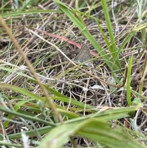 Zizina otis at Crace Grassland (CR_2) - 10 Feb 2024 10:24 AM