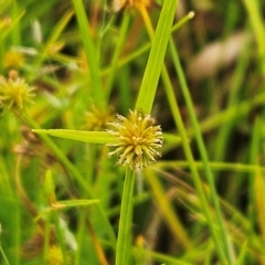 Cyperus sphaeroideus (Scented Sedge) at Weetangera, ACT - 27 Feb 2024 by sangio7