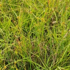 Cyperus sphaeroideus at Weetangera, ACT - 27 Feb 2024