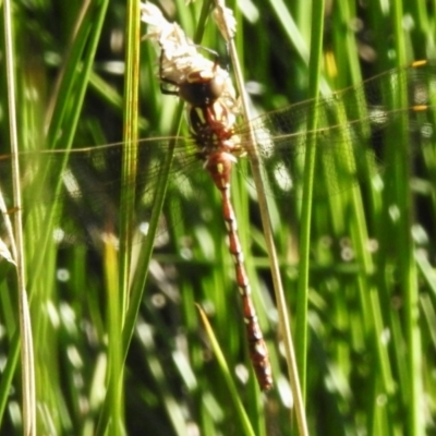 Austroaeschna pulchra (Forest Darner) at Gibraltar Pines - 24 Feb 2024 by JohnBundock